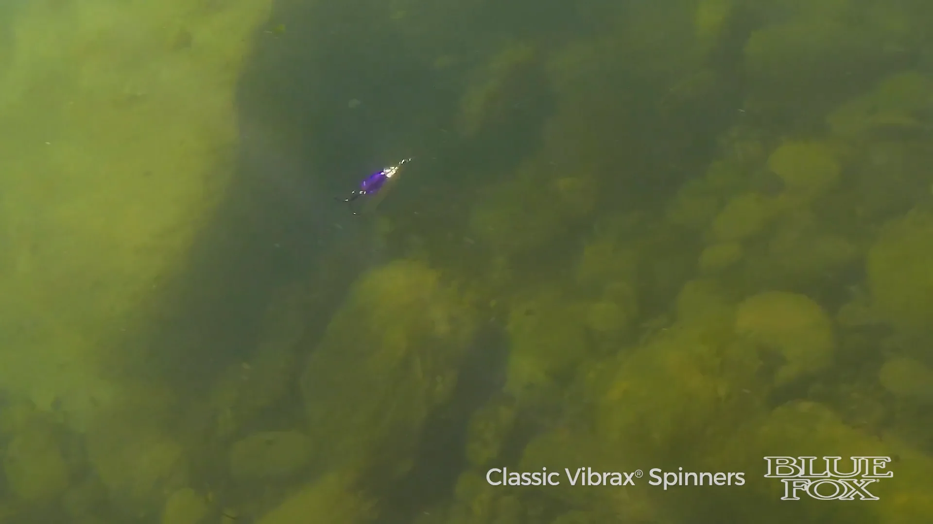 Blue Fox - Classic Vibrax Spinners on Vimeo