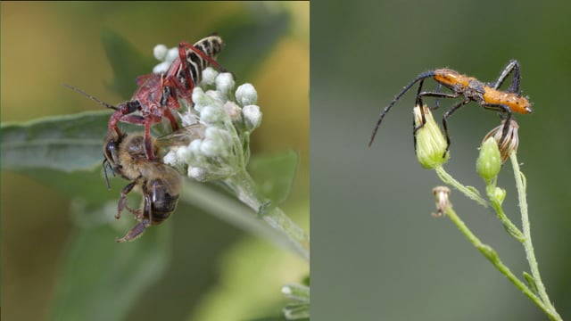 Insect Pollinators, Predators and Herbivores of Furneaux Creek