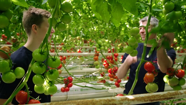 Brandstory 'Samenwerken' Schenkeveld Tomaten