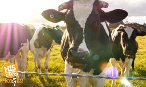 This App Tracks Your Farm Animals' Feelings 20