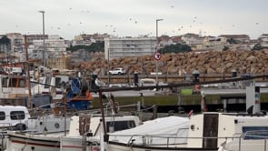 Inici d'una nova veda de pesca de peix blau