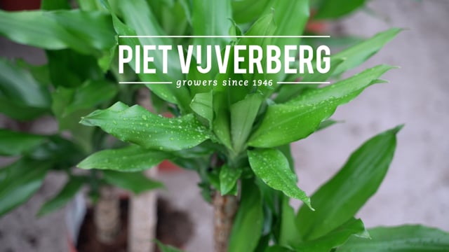 Procesvideo kweek Dracaena Piet Vijverberg