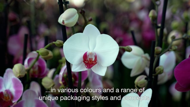 Procesvideo kweek Phalaenopsis Piet Vijverberg