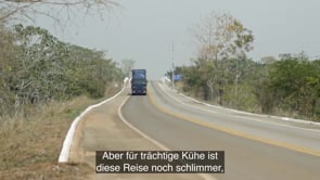 2021 – Trächtige Kühe in brasilianischen Schlachthöfen getötet