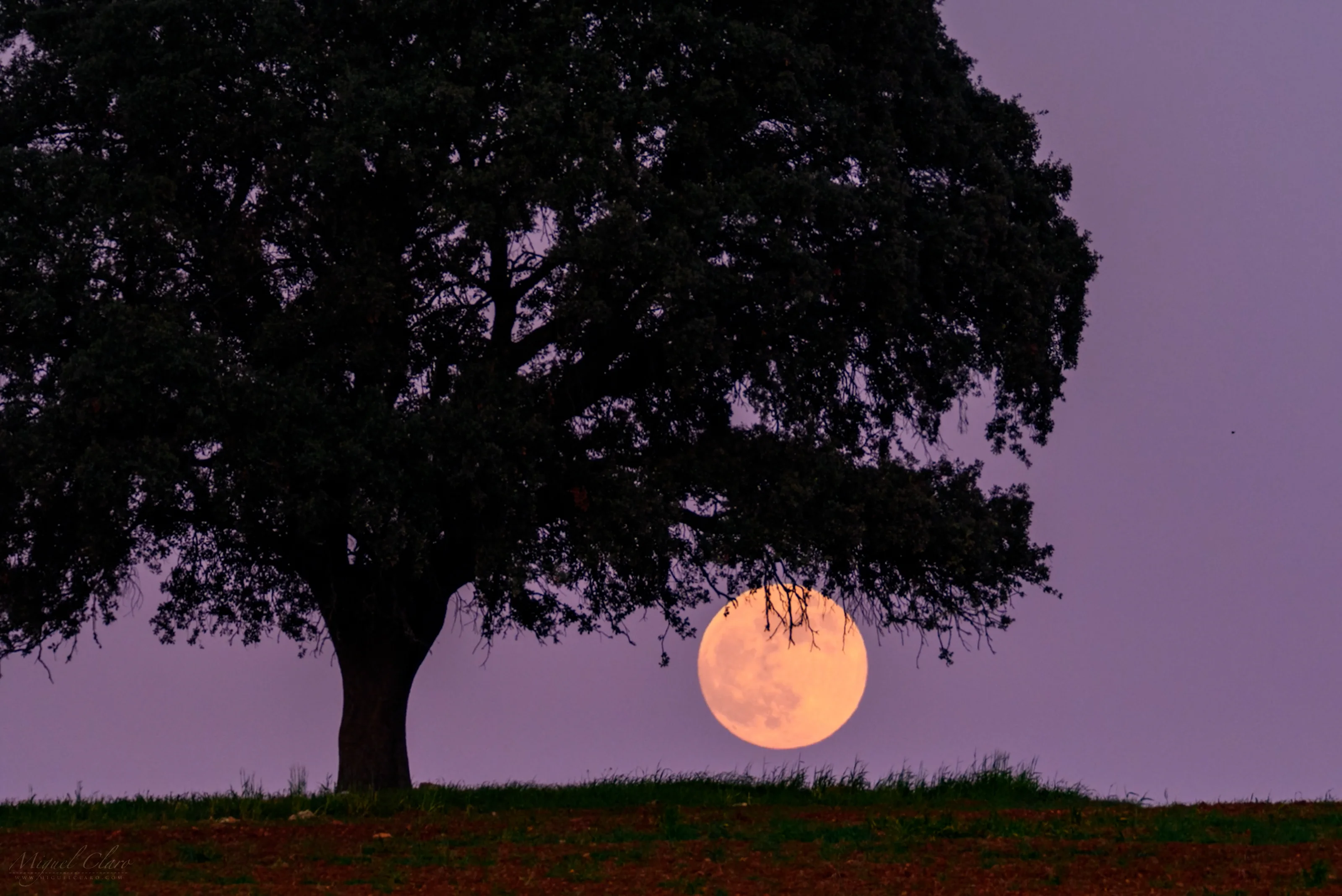 Cold Full Moon Rising Behind a Lonely Tree – Photo and Time Lapse 