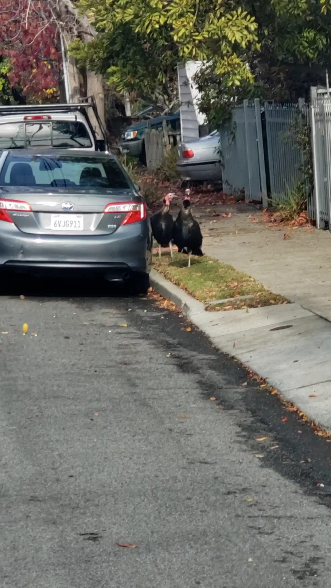 Berkeley turkeys on Vimeo
