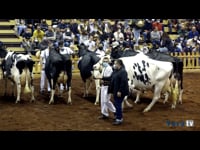 Vacas a partir de 6 años