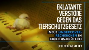 Recherche: Eklatante Verstöße in einer US-Brüterei