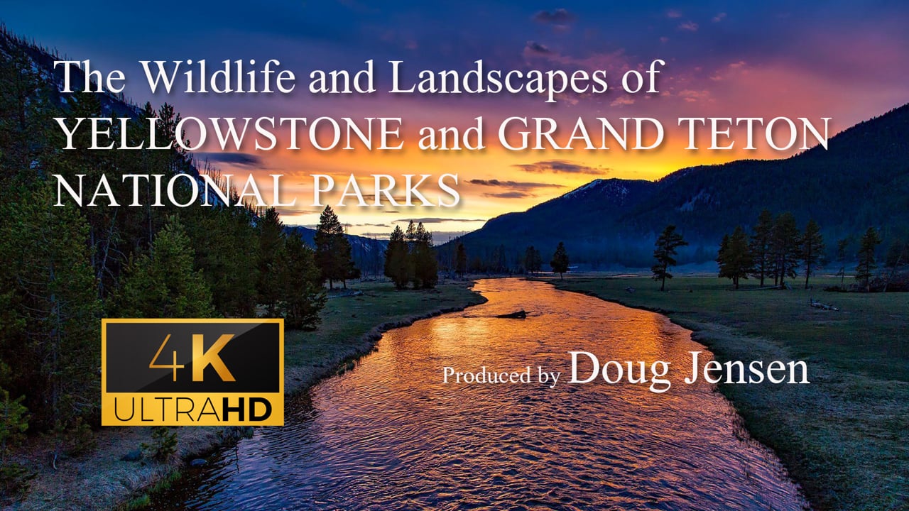 The Wildlife and Landscapes of Yellowstone and Grand Teton - 4K