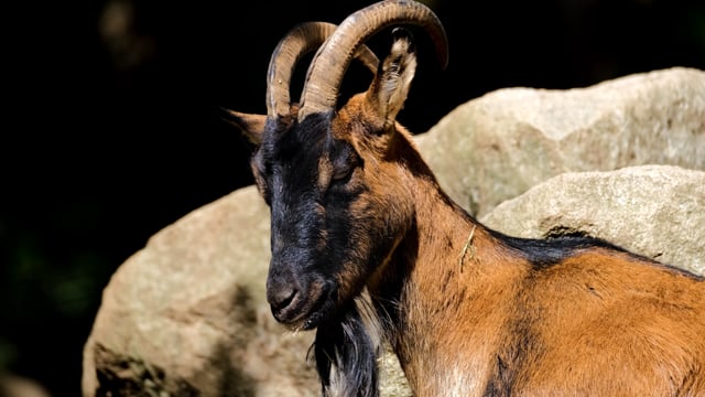 7+ Free Goat Beard & Nature Videos, HD & 4K Clips - Pixabay