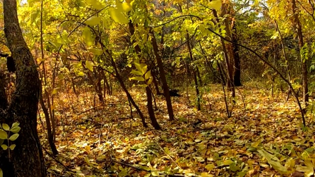 Autumn Golden Autumn In The Forest Falling Leaves Free Stock Video