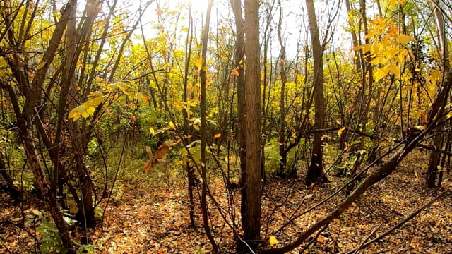 100以上の無料秋の森 秋動画 Hd 4kクリップ Pixabay