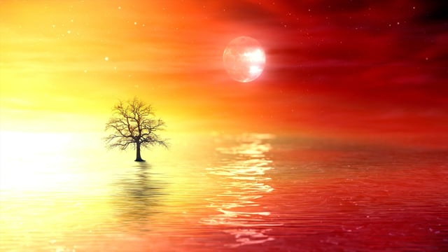 Tree Sunset Ocean - Free Video On Pixabay