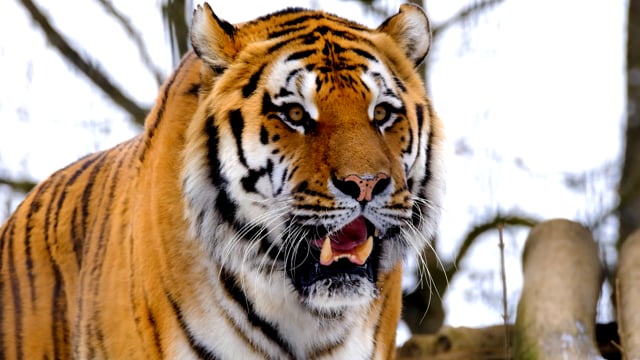 60+ Free Tiger & Animal Videos, HD & 4K Clips - Pixabay