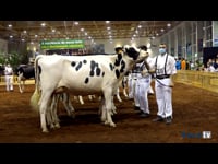 Vacas de 2 años senior