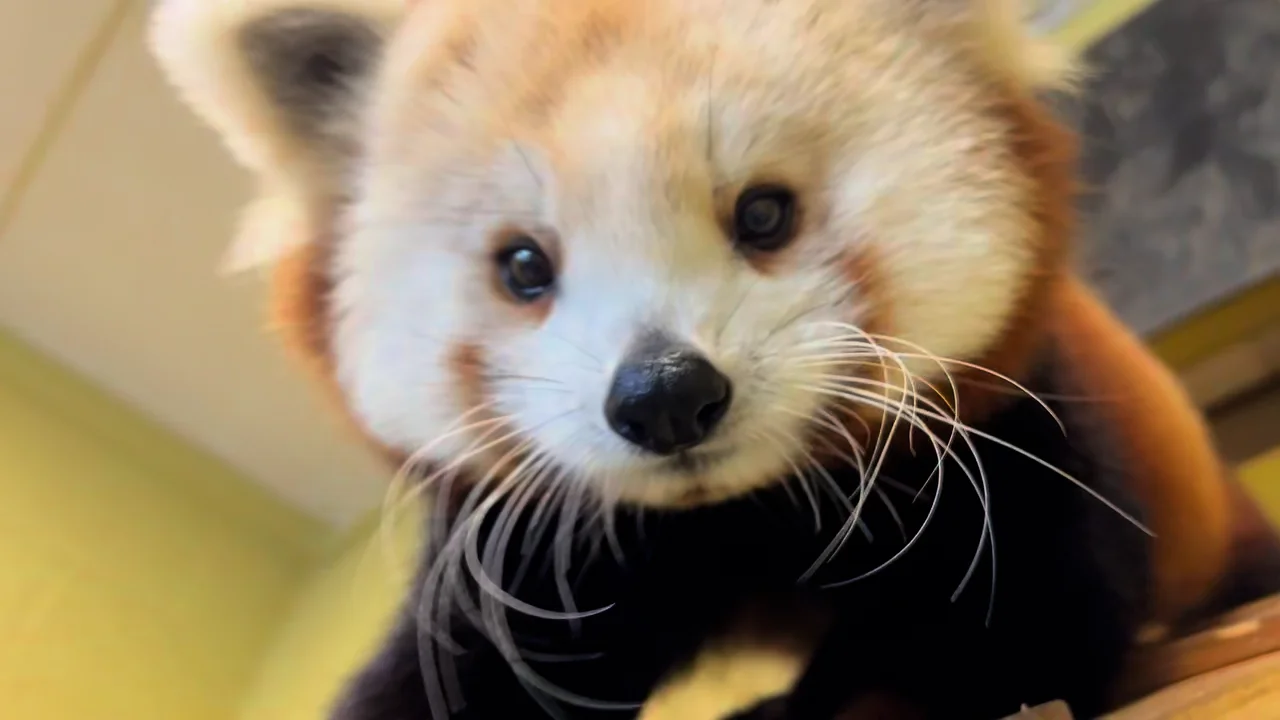 Red pandas from Michigan make their Zoo Knoxville debut | WATE 6