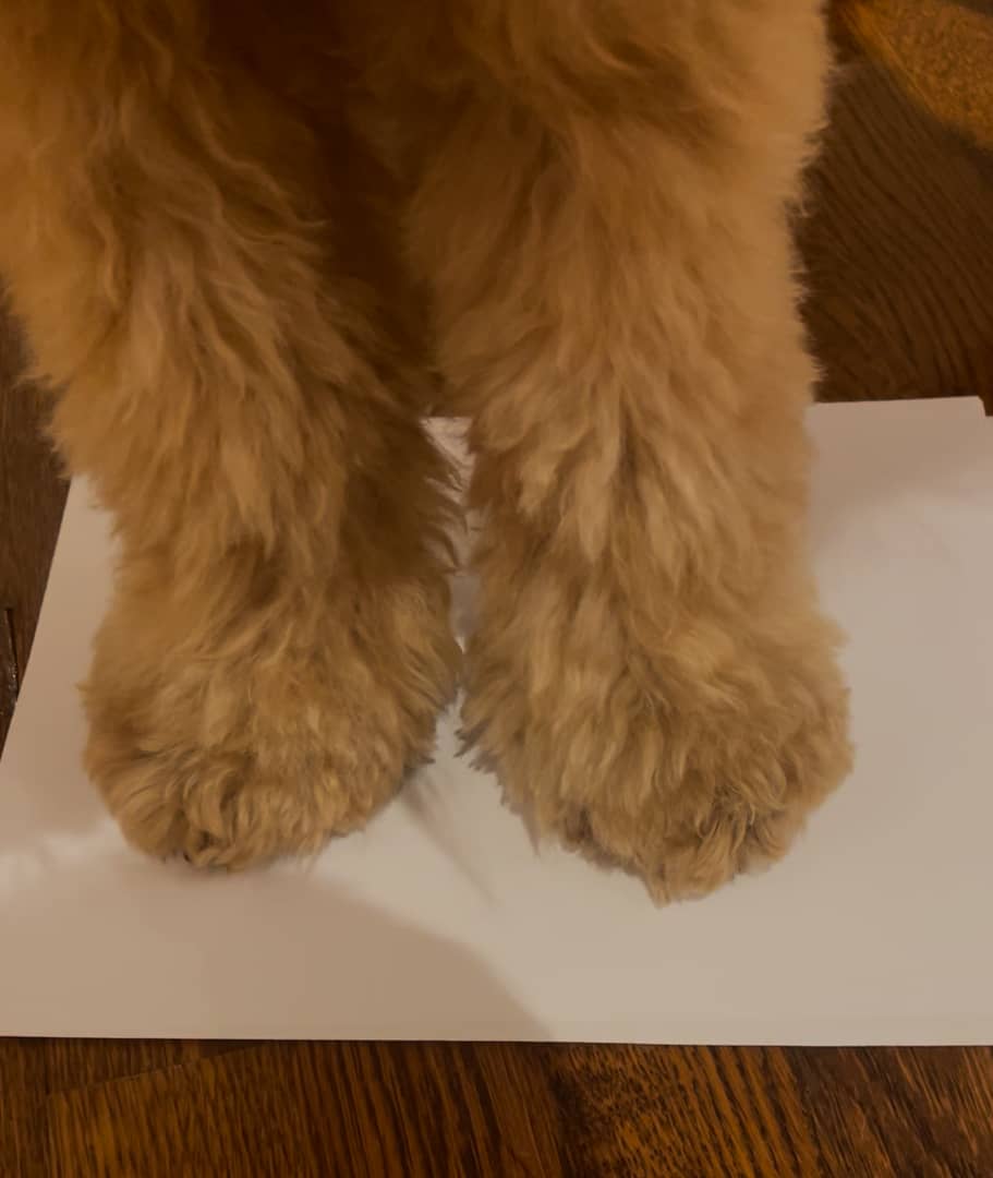 how to measure paw width.mov on Vimeo