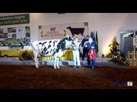 Vaca gran campeona