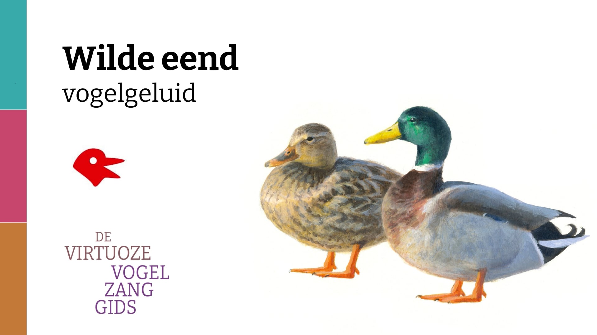 Wilde eend - vogelgeluid.mp4, image size:1920x1080