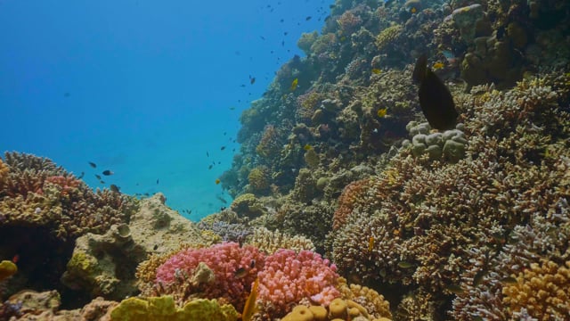 Amazing Underwater World of the Red Sea
