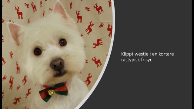 Klippt westie i en rastypisk frisyr