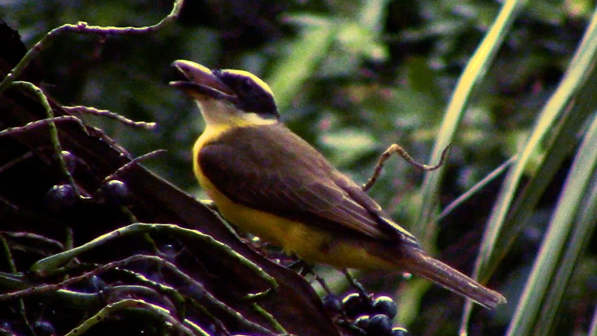 Aonde foram os pássaros?