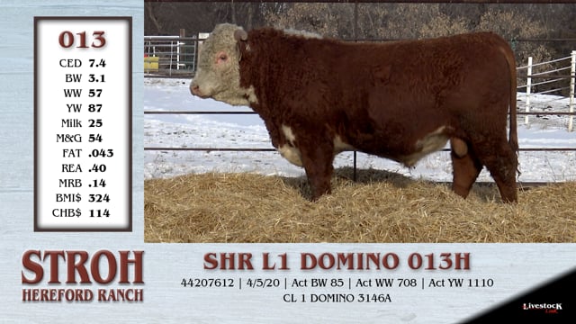 Lot #013 - SHR L1 DOMINO 013H