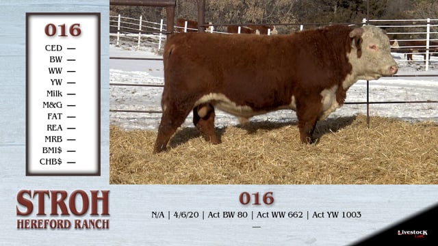 Lot #016 - COMMERCIAL BULL 016