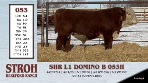 Lot #053 - SHR L1 DOMINO B 053H
