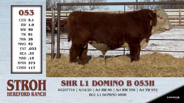 Lot #053 - SHR L1 DOMINO B 053H