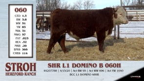 Lot #060 - SHR L1 DOMINO B 060H