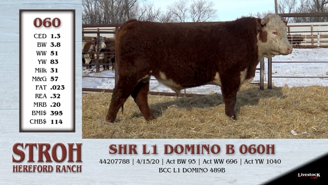 Lot #060 - SHR L1 DOMINO B 060H