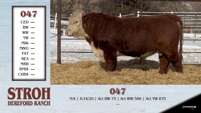 Lot #047 - COMMERCIAL BULL 047