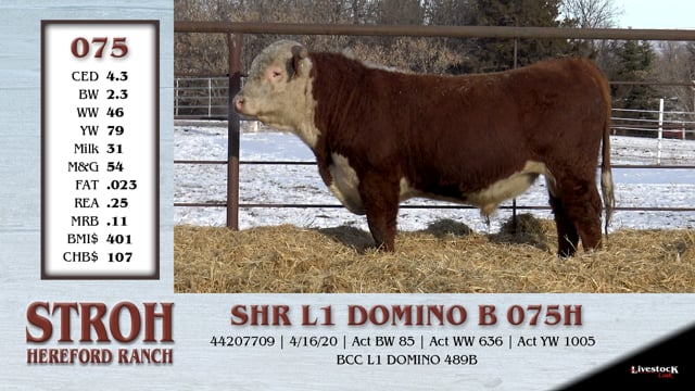 Lot #075 - SHR L1 DOMINO B 075H