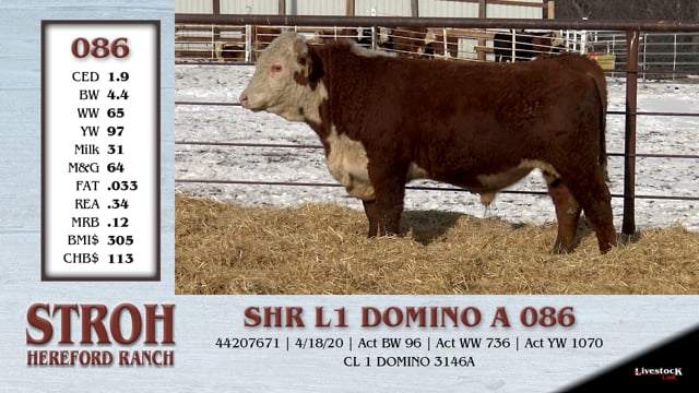 Lot #086 - SHR L1 DOMINO A 086