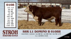 Lot #0108 - SHR L1 DOMINO B 0108H