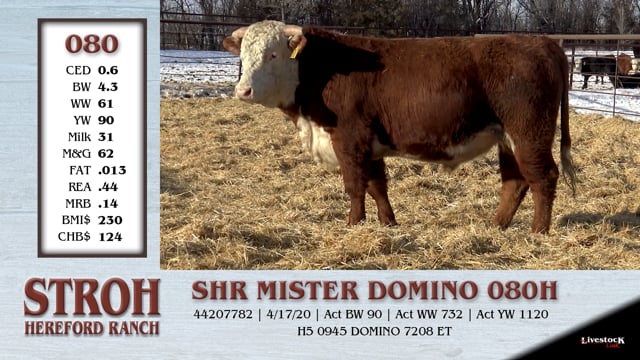 Lot #080 - SHR MISTER DOMINO 080H