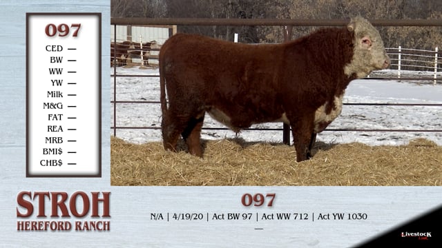 Lot #097 - COMMERCIAL BULL 097