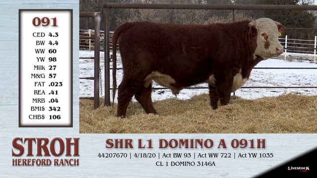 Lot #091 - SHR L1 DOMINO A 091H