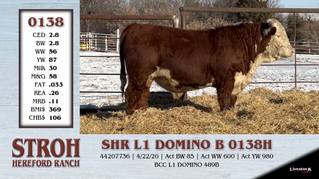 Lot #0138 - SHR L1 DOMINO B 0138H