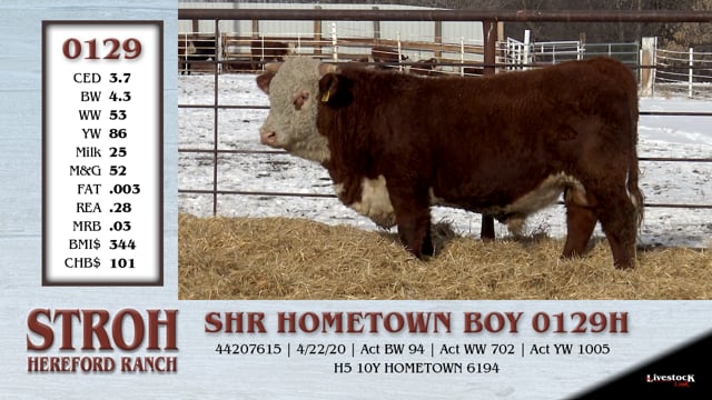 Lot #0129 - SHR HOMETOWN BOY 0129H