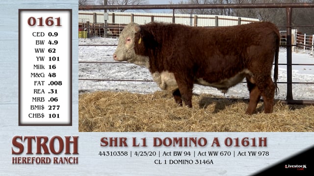 Lot #0161 - SHR L1 DOMINO A 0161H