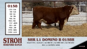 Lot #0158 - SHR L1 DOMINO B 0158H