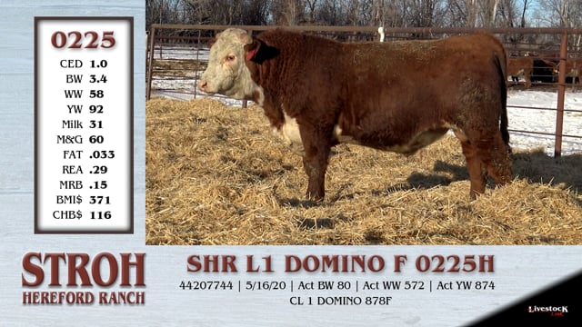 Lot #0225 - SHR L1 DOMINO F 0225H