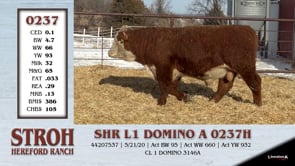 Lot #0237 - SHR L1 DOMINO A 0237H