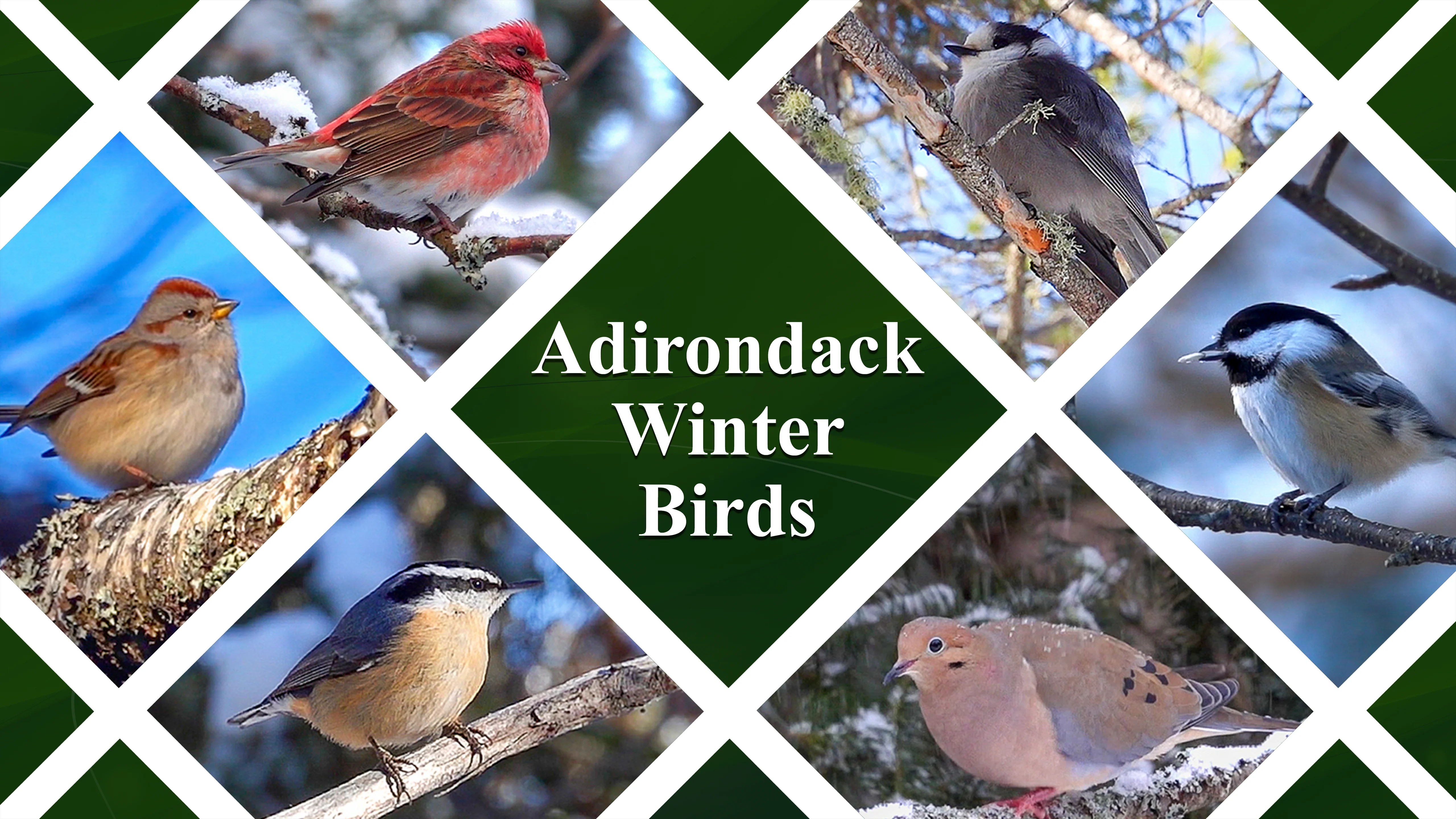 Coastal Bird Stewardship on Long Island Sound | Audubon, image size:5120x2880