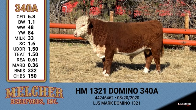 Lot #340 - HM 1321 DOMINO 340A
