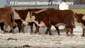 Lot #1000 - BRED HEIFERS