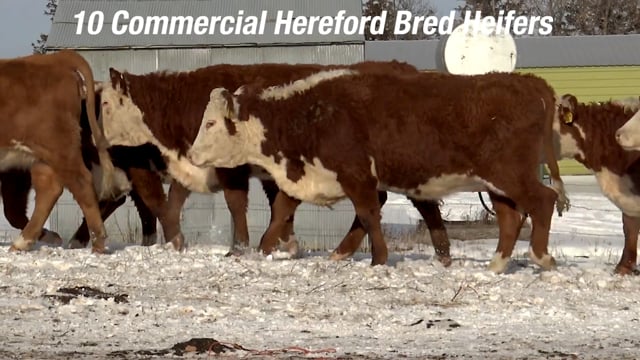 Lot #1000 - BRED HEIFERS