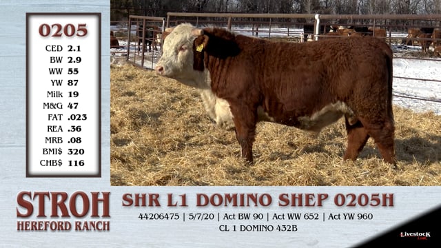 Lot #0205 - SHR L1 DOMINO SHEP 0205H